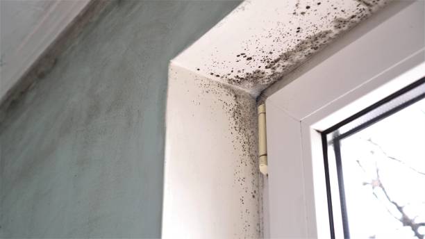 Best Office Mold Removal Services  in Lake Don Pedro, CA